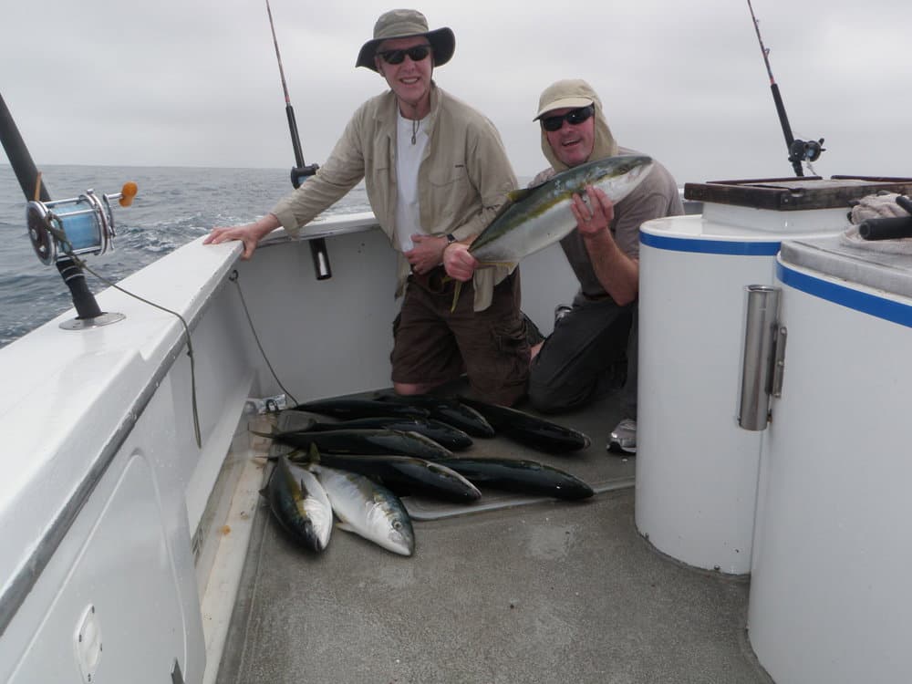 Yellowtail catch