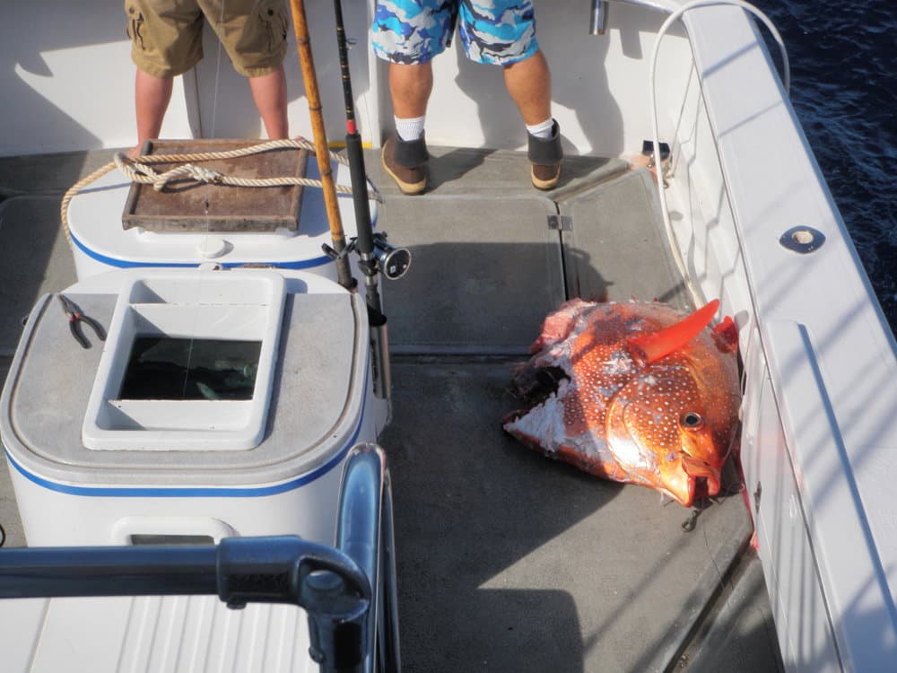 Fishing haul