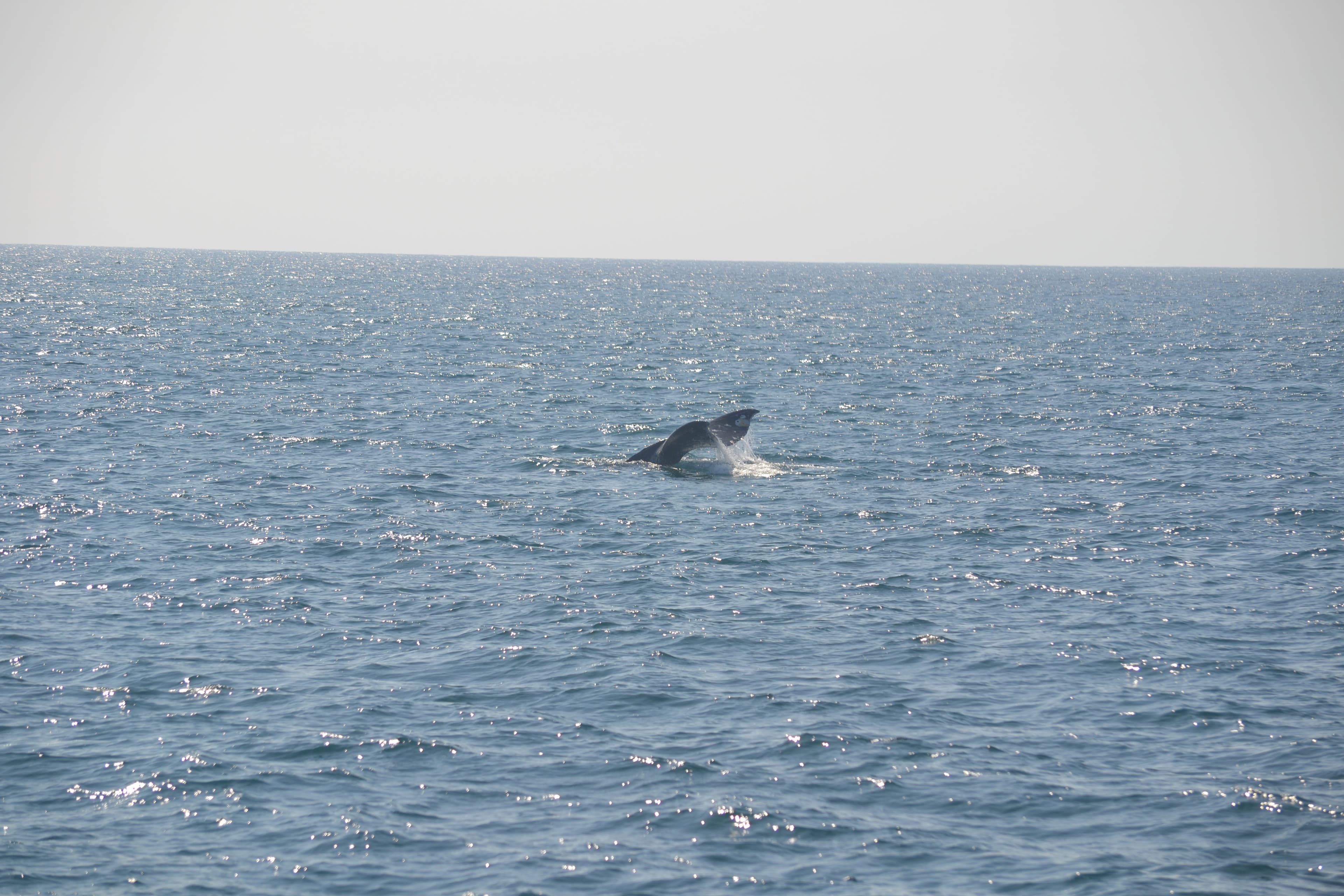 Whale watching
